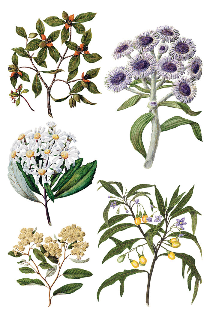 SARAH FEATON’S BOTANICALS